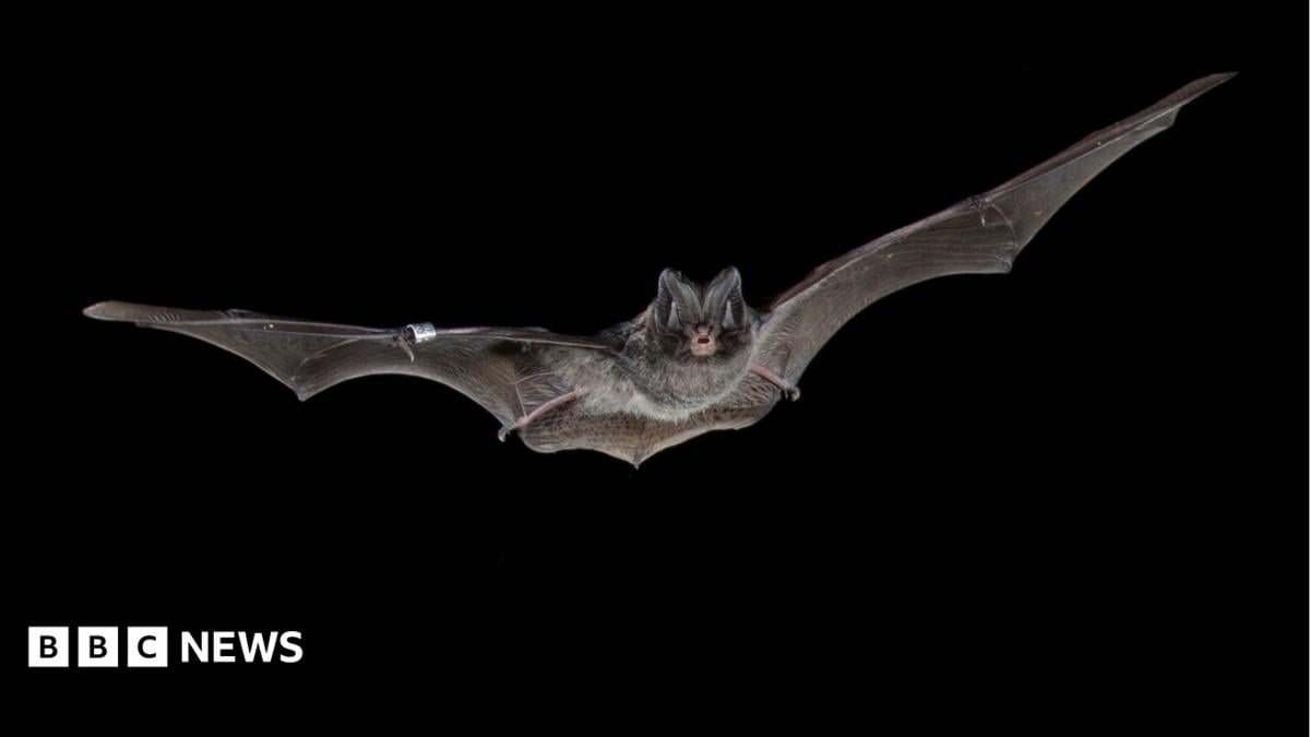 A bat flies at night with its wings stretched out on a completely black background