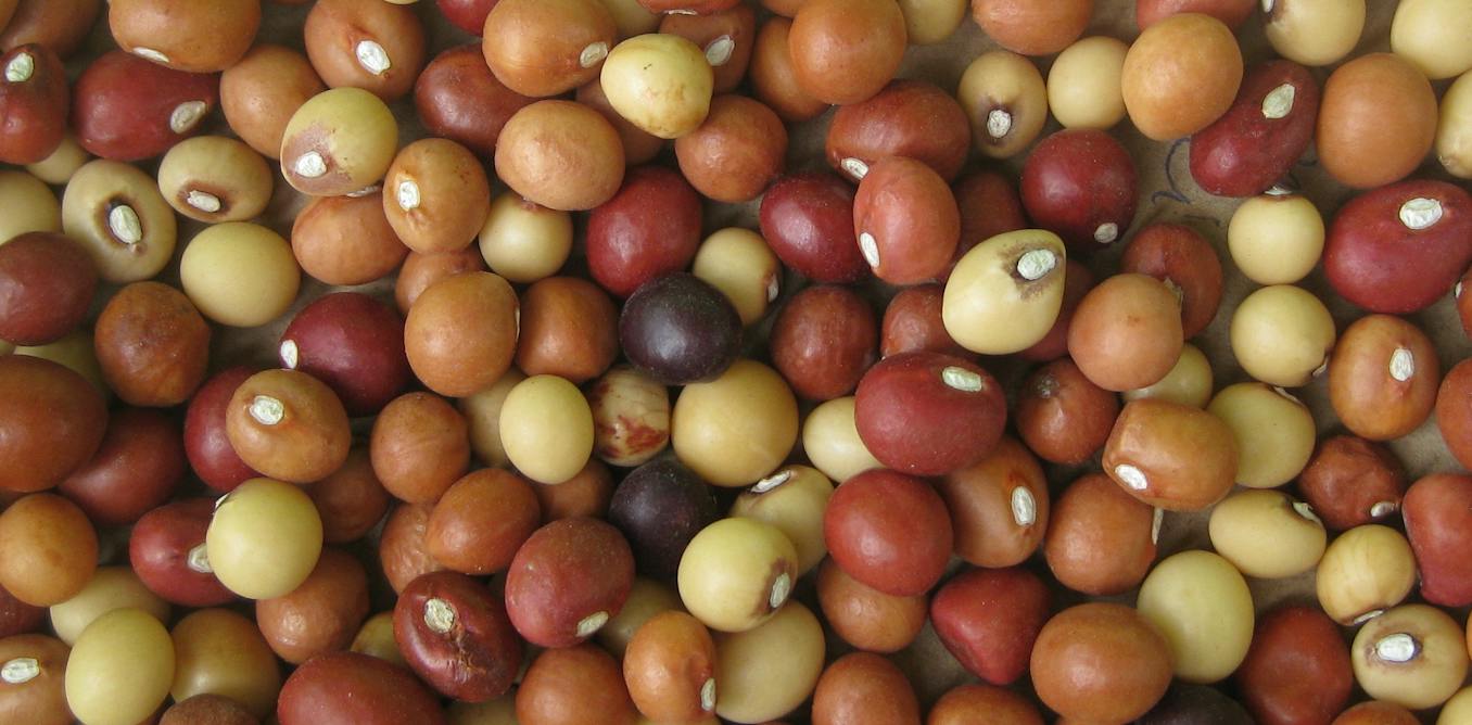 Researchers Map Optimal Planting Windows for Bambara Groundnut in Southern Africa