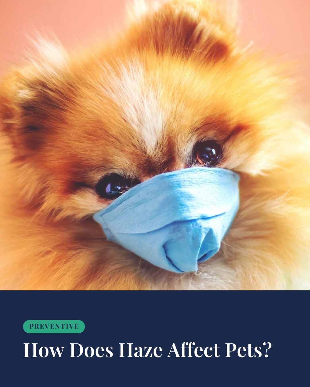 How Does Haze Affect Pets