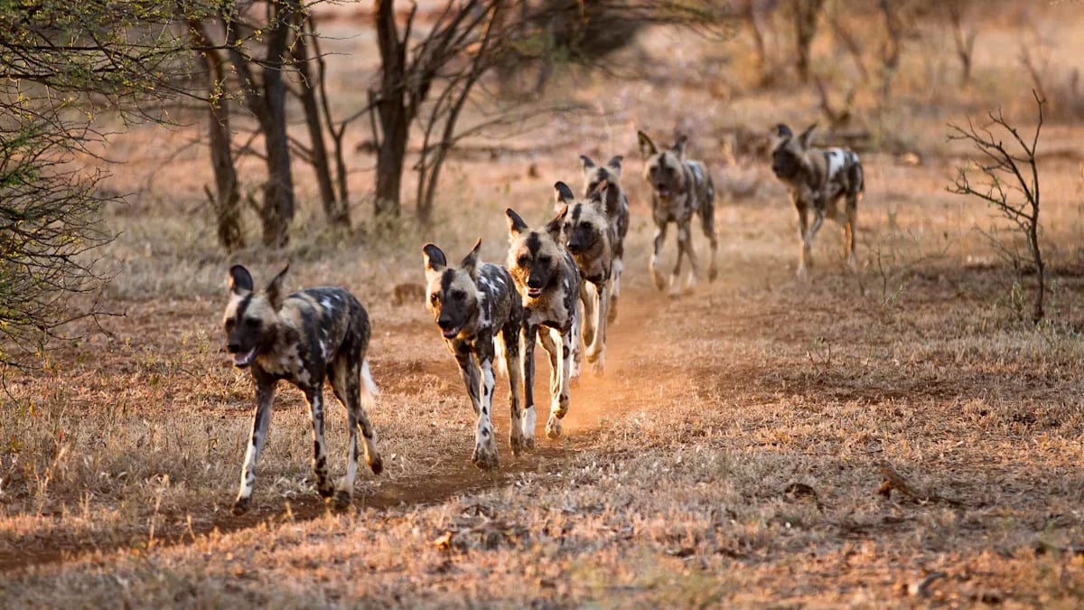 Zambian Wild Dog Brothers Complete Record 2,564-Mile Journey
