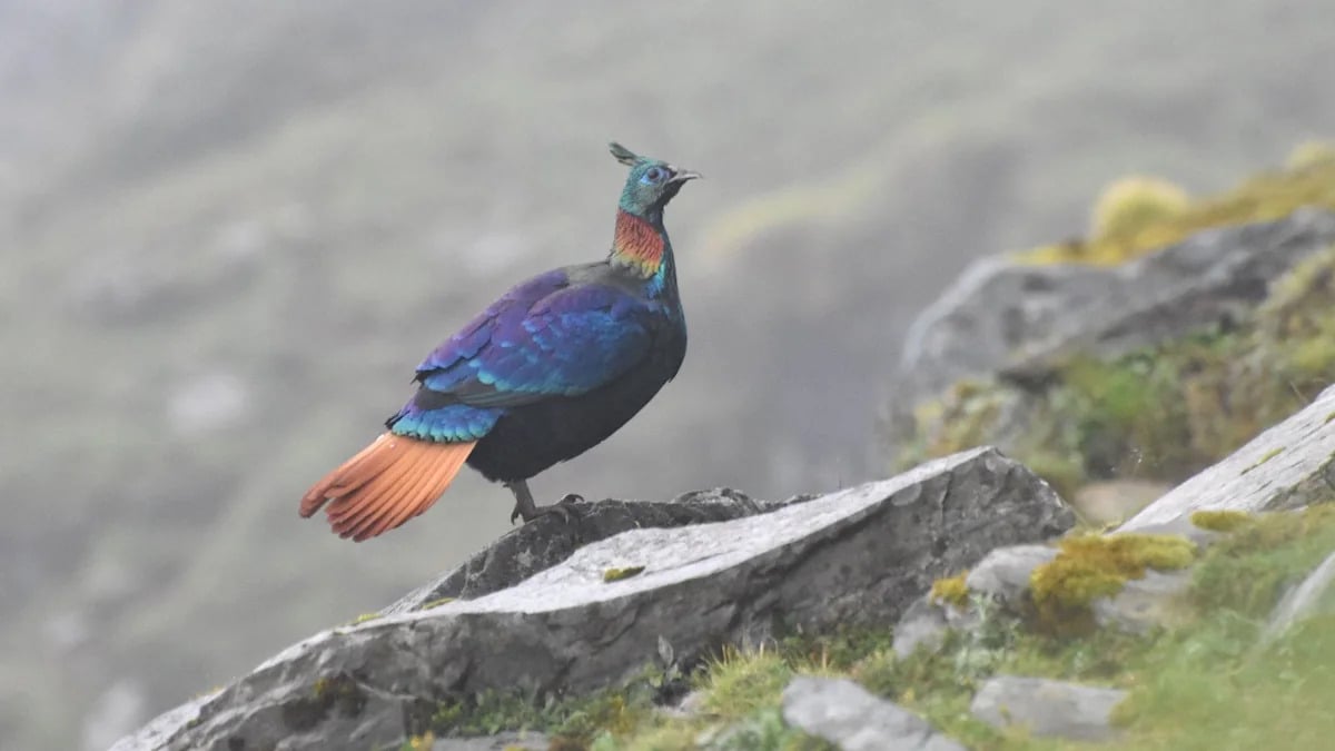 Himalayan Monal's Vocal Patterns Altered by Human Activity, Climate Change