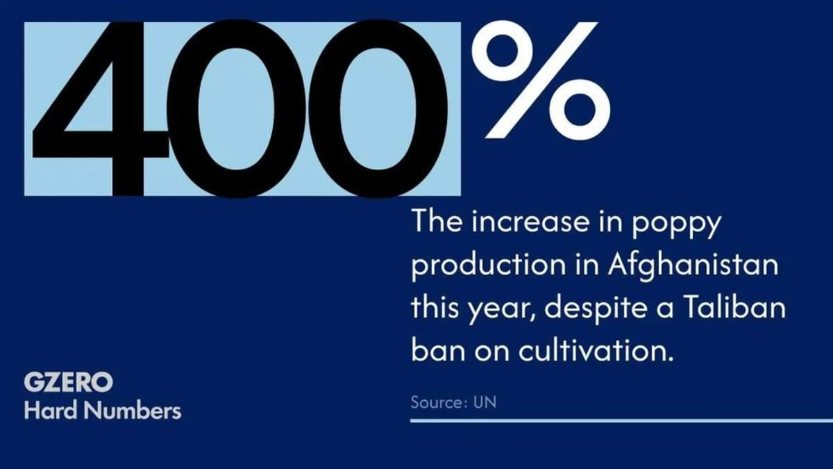 UN Report: Afghanistan Opium Cultivation Surges Past 43,000 Hectares