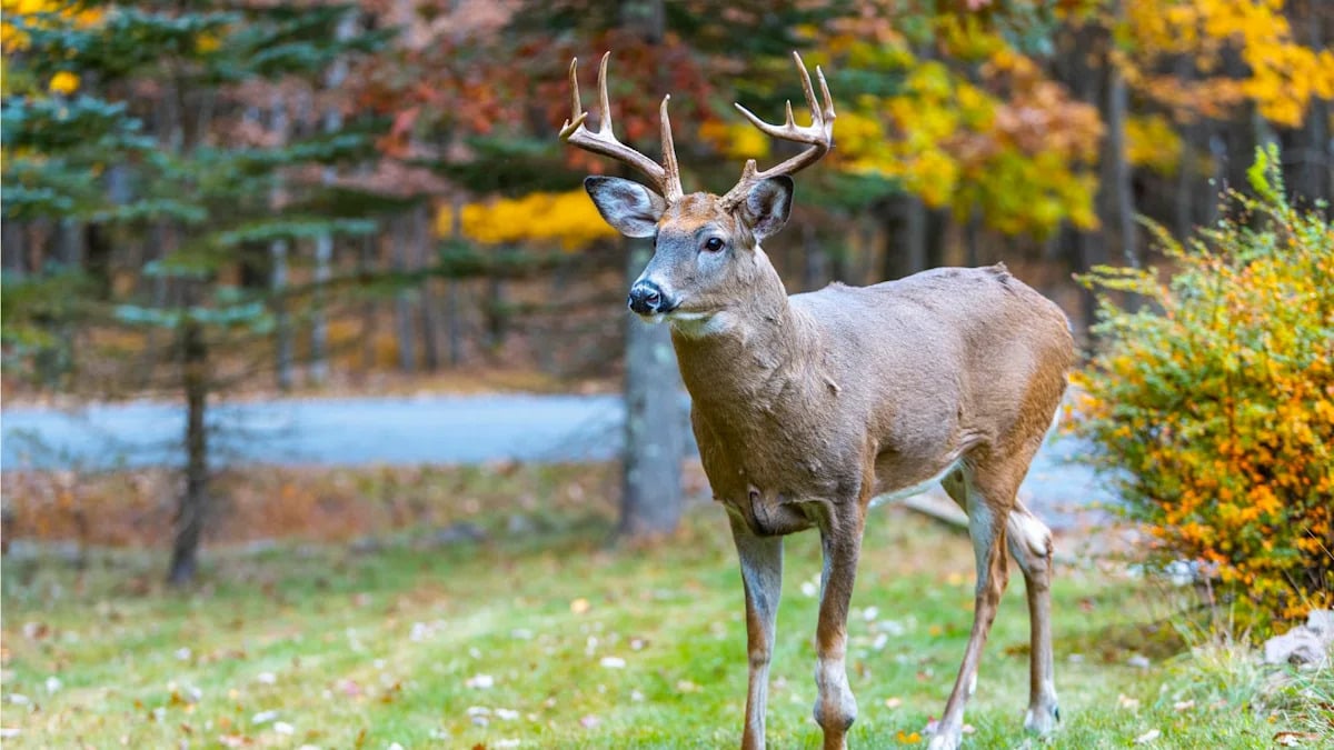Protect Your Gardens and Plants From Wildlife This October