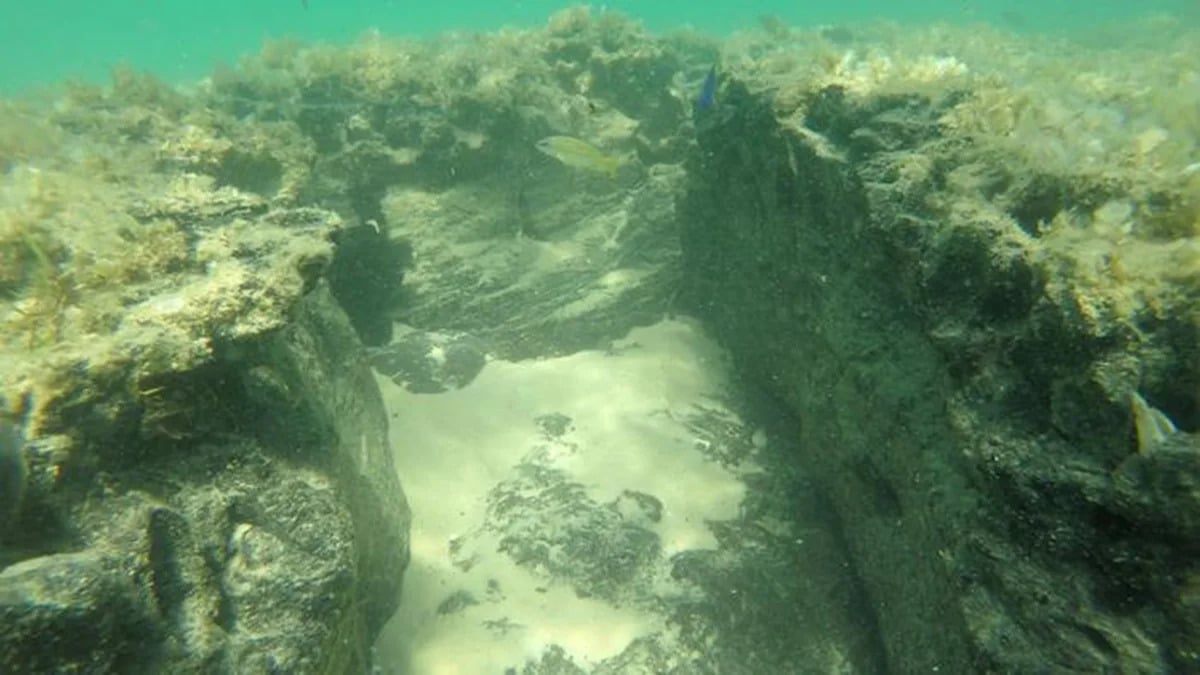 5,000-Year-Old Drowned Forests Off Mozambique Form Reefs
