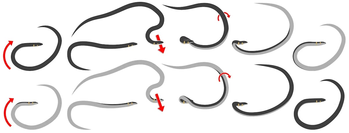 Dwarf Reedsnakes Escape Predators Using High-Speed Cartwheels
