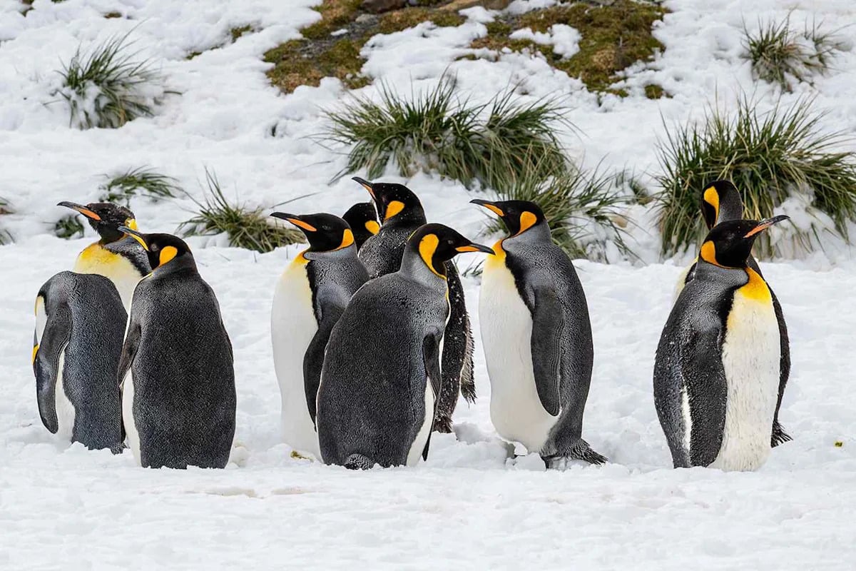 Penguin Poop May Accelerate Antarctic Snow Melt via Algae Blooms