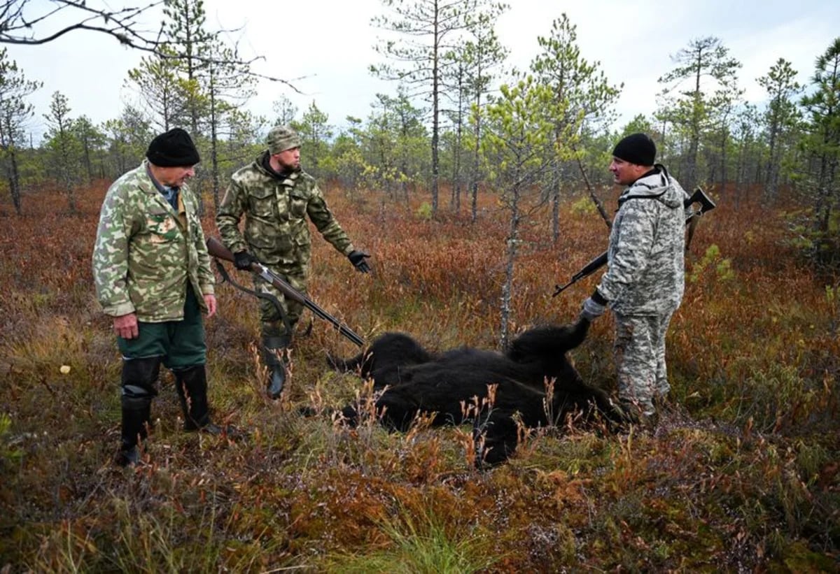 Siberian Hunters Target Brown Bears After Surge in Fatal Attacks