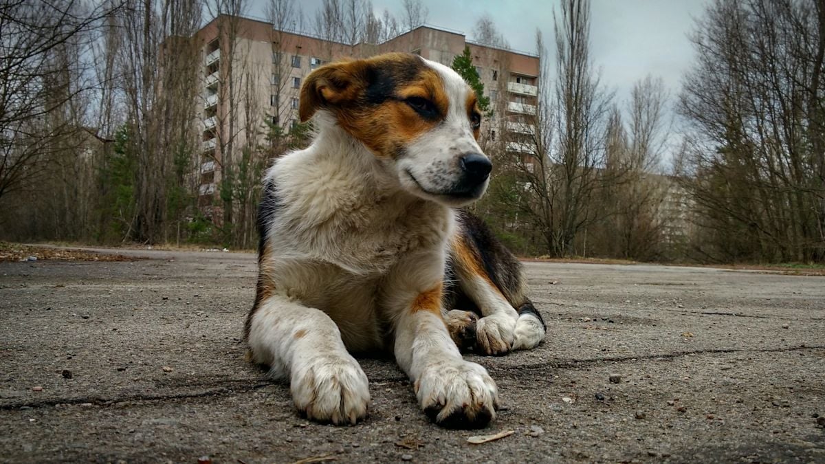 Chernobyl Dogs Found Genetically Divergent