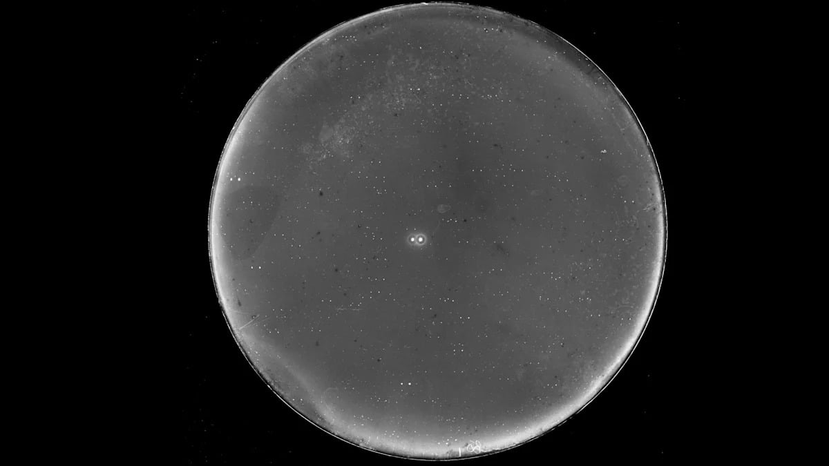 Simulations Show Earth-Sized Planets Could Survive in 70 Ophiuchi System