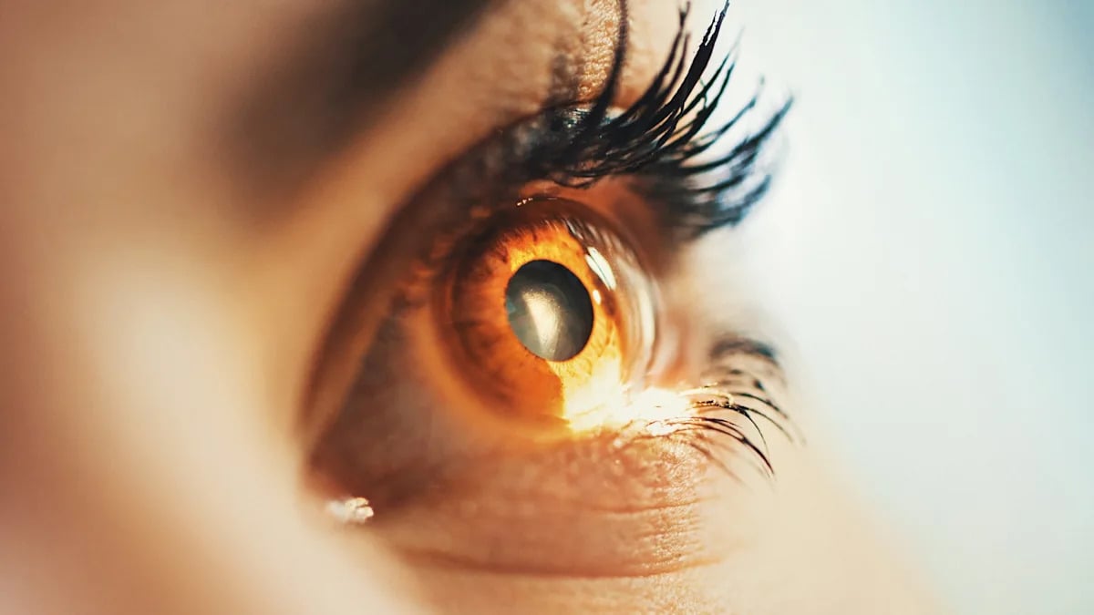 MSU Researchers Repair Damaged Adult Retinas in Dogs with Inherited Blindness