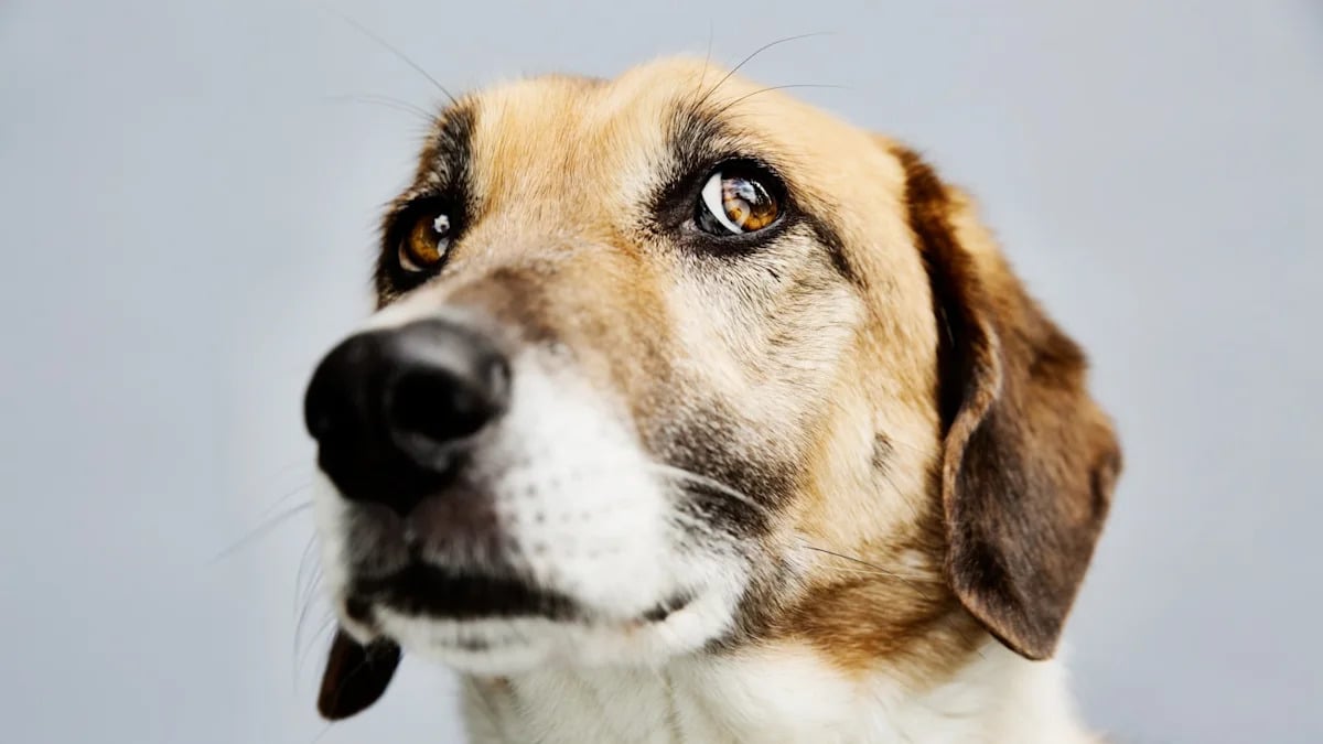Dogs May Link Specific Sounds to Shapes Like Humans, Study Finds