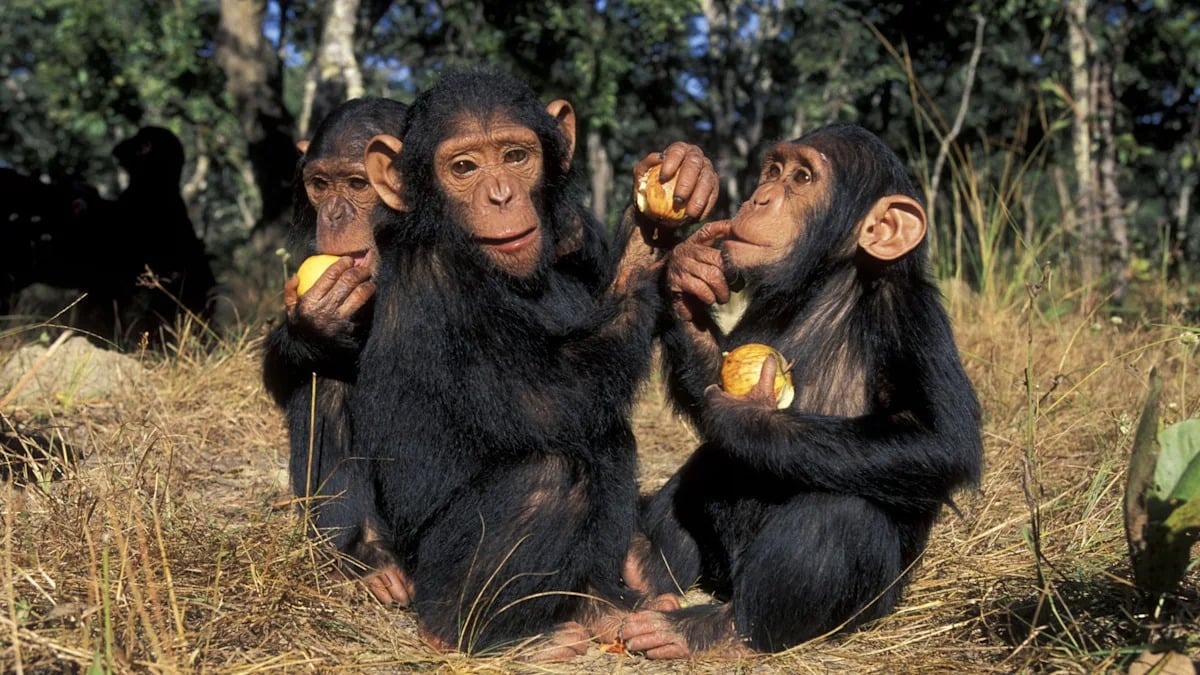 Ancient Virus May Have Blocked Chimpanzee Brain Evolution