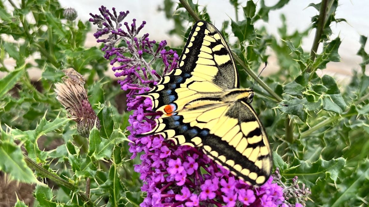 University of Exeter Researchers Reveal Butterfly Wings Create Optical Illusions