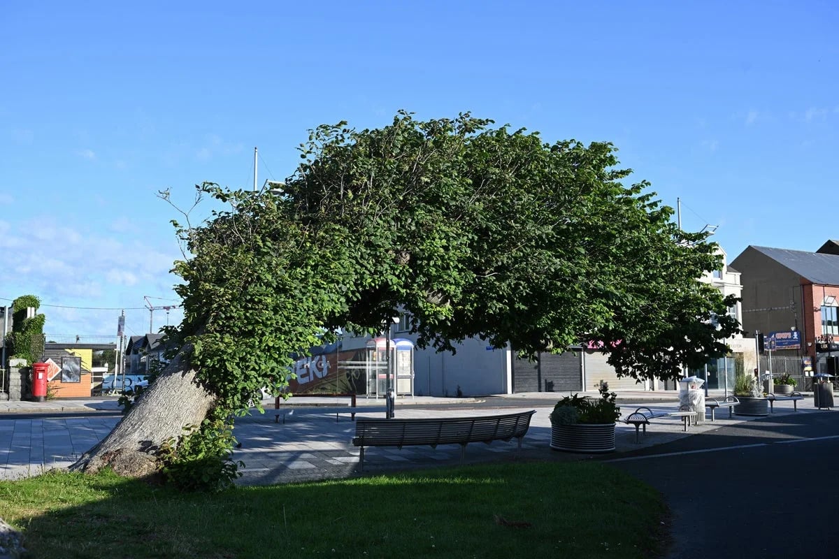 Newcastle Wych Elm Wins UK Tree of the Year 2026 Competition