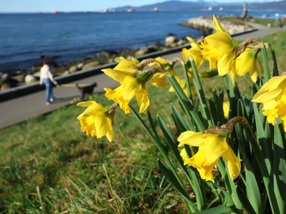 Environment Canada Forecasts Mild Winter for British Columbia
