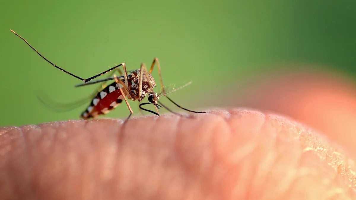 Florida Records 425 Dengue Cases in Largest Outbreak in Decades