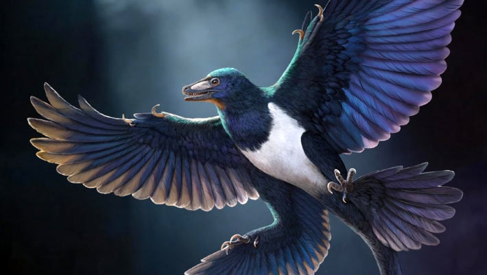 Norellraptor Barsboldi Discovery Challenges Flight Evolution Theories
