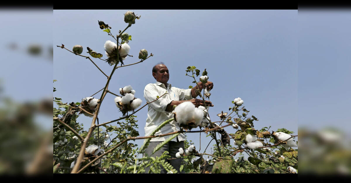 India Extends Duty-Free Cotton Imports by Two Months