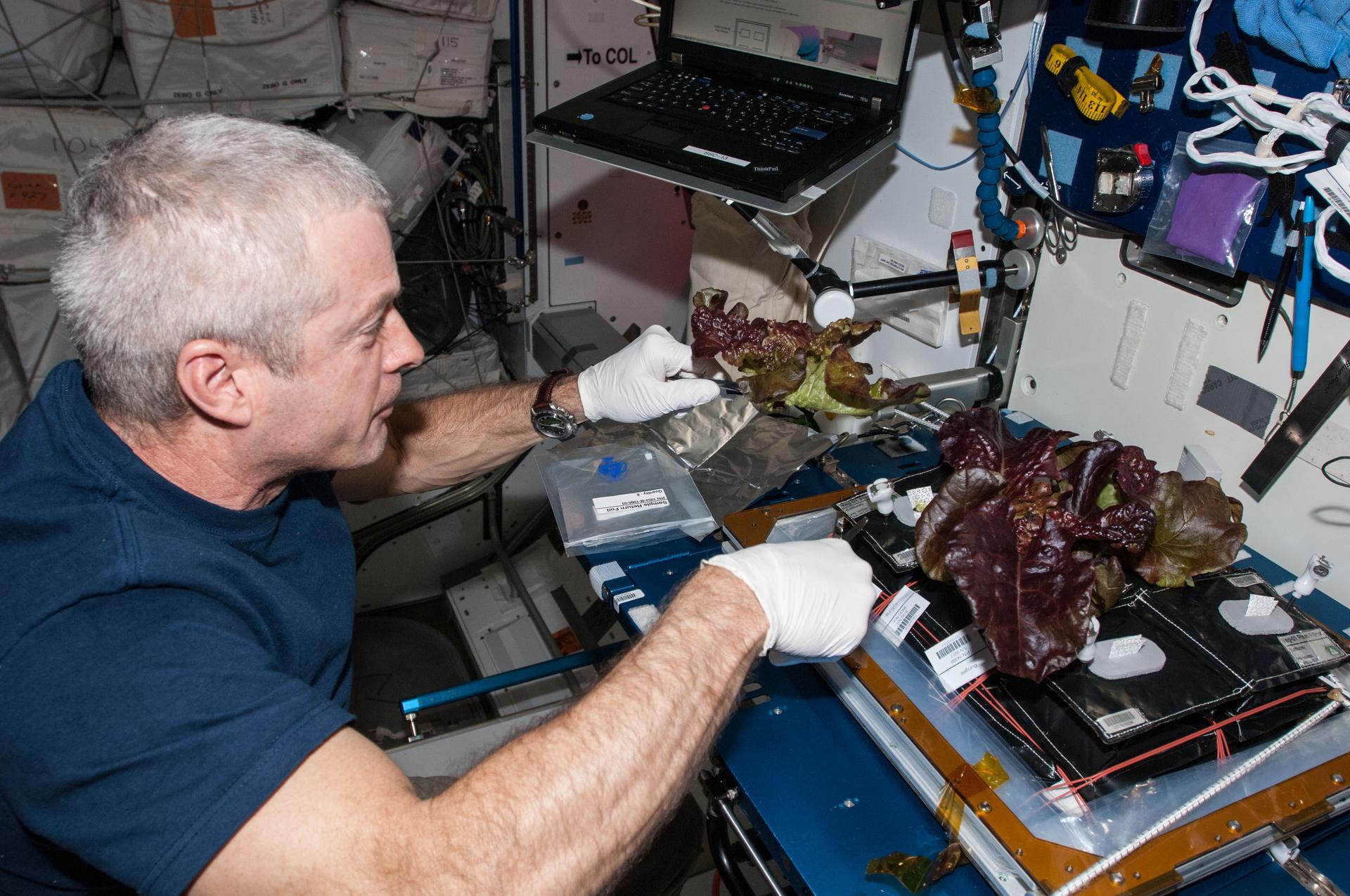 A man with grey hair in front of a workstation with white gloves on. At the workstation are several lettuce plants. The man