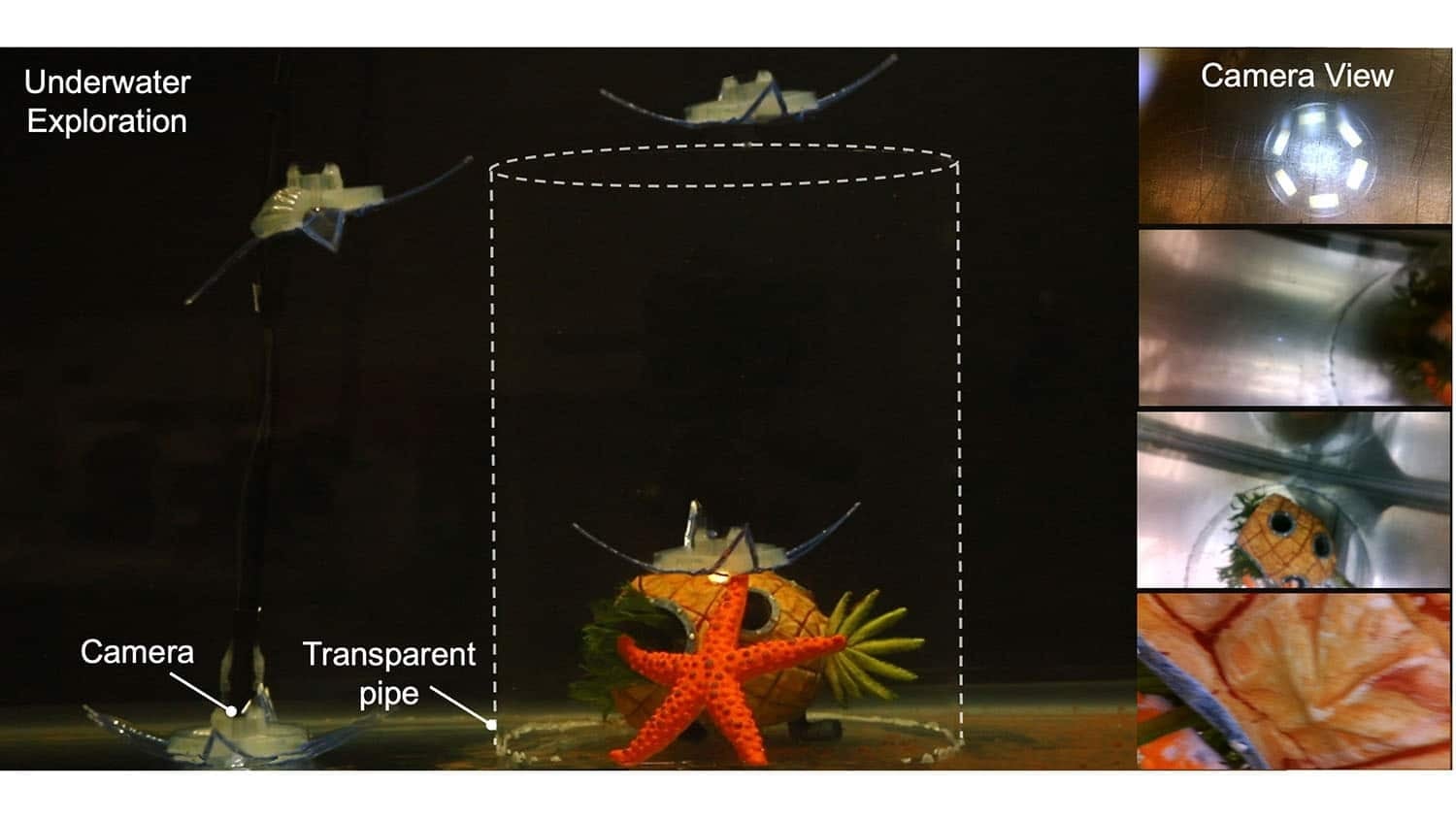 North Carolina State University Engineers Build Soft Feather Star Robot