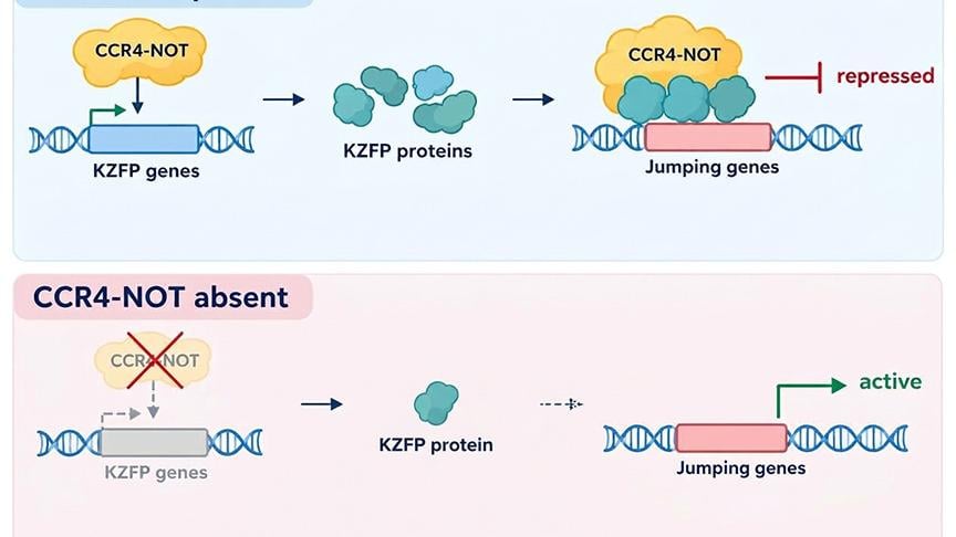 Penn State Researchers Find Protein Complex That Suppresses Jumping Genes