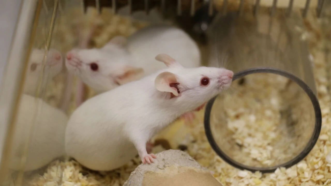 Einstein Researchers Reveal Why Zombie Cells Linger