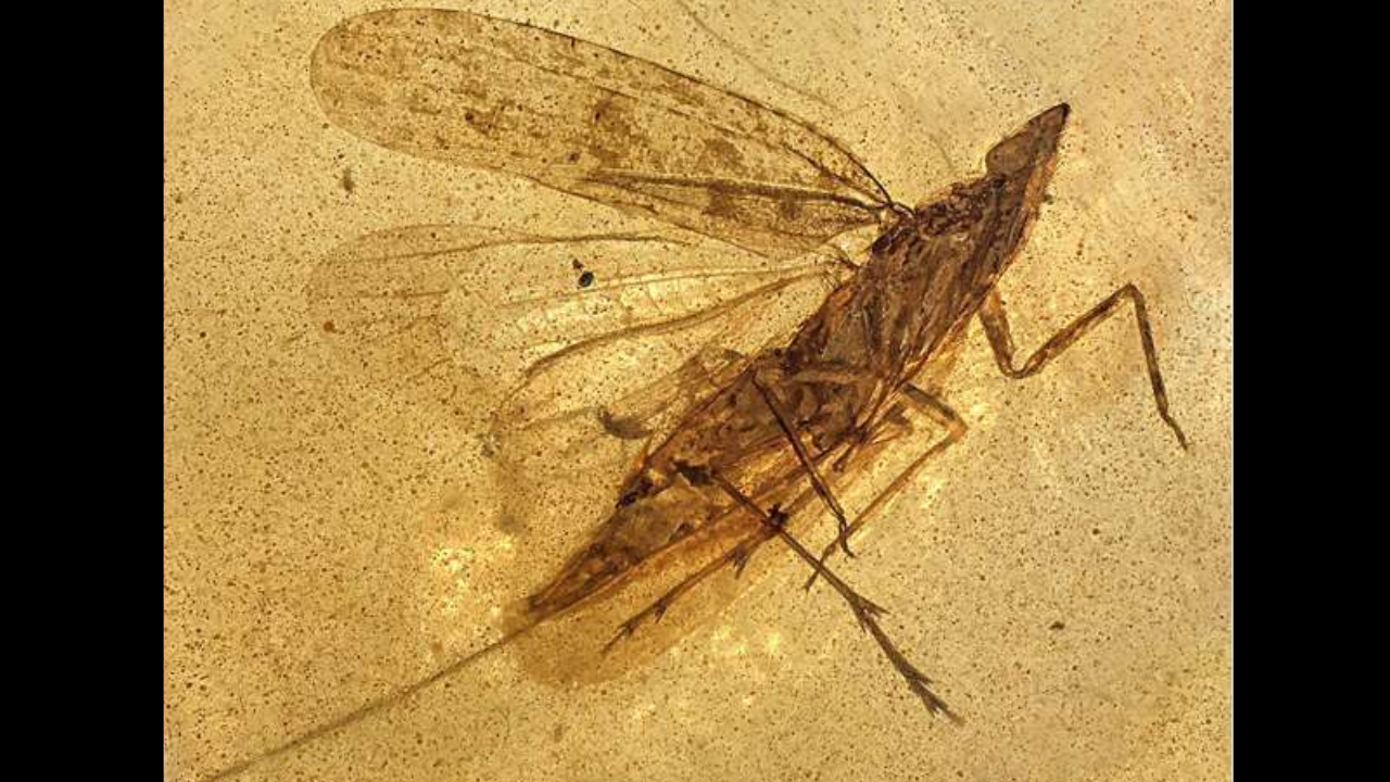 Ancient Insect Cretodorus noonoo Had Feeding Tubes Nearly Twice Its Body Length