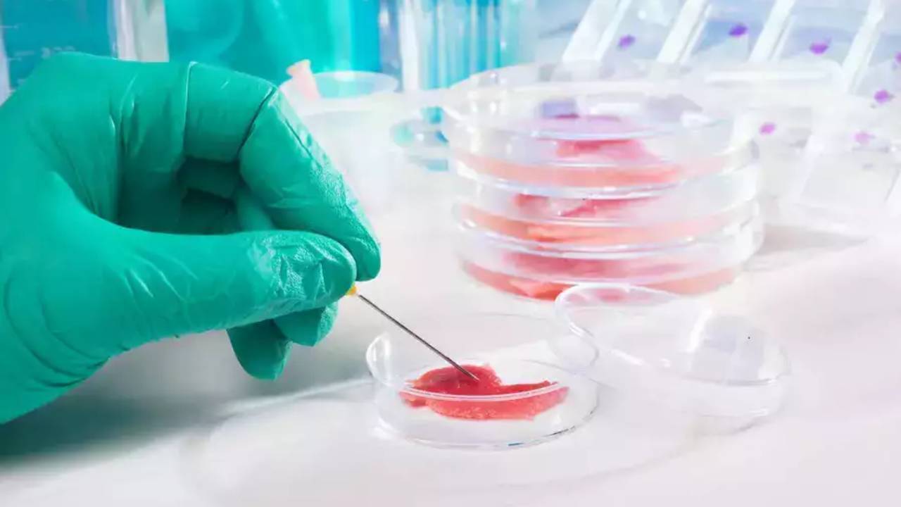 University of Bonn Scientists Turn Old Blood Cells Into Young Neural Stem Cells