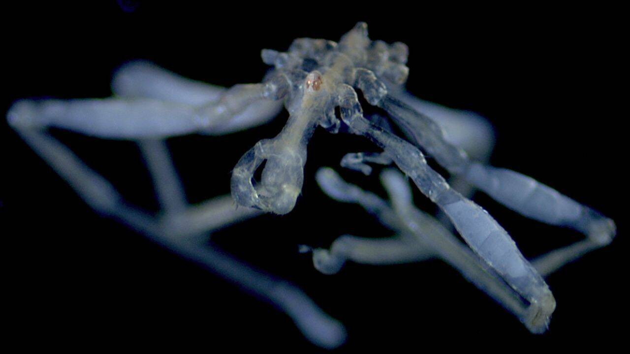 UBC Researchers Identify First New Sea Spider Species in Salish Sea in 100 Years