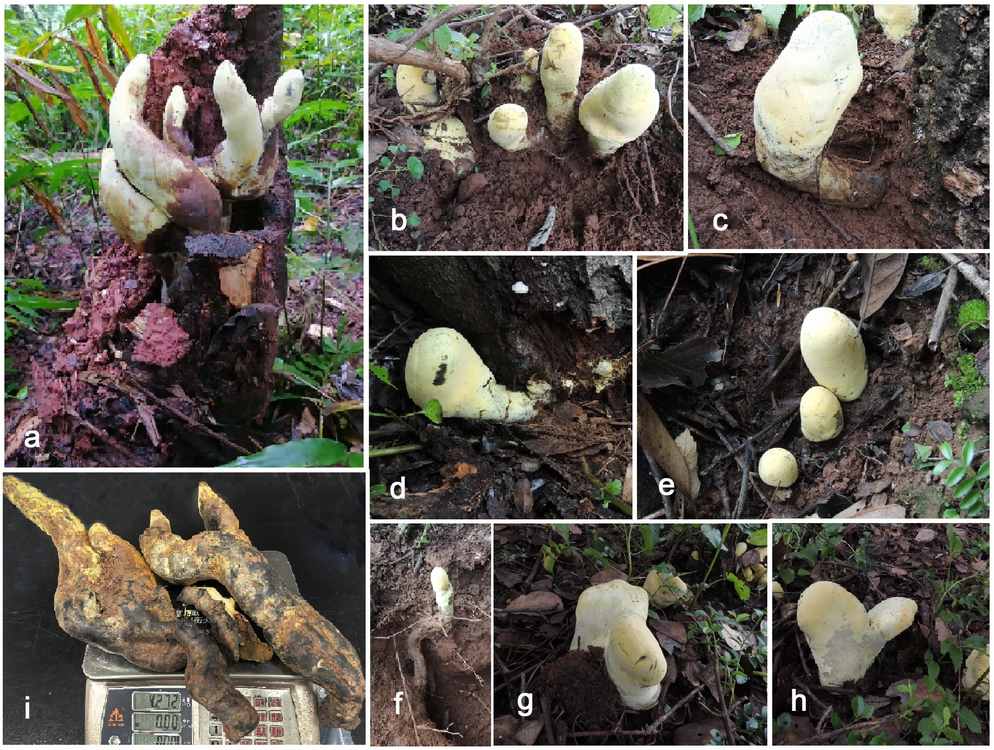 Scientists Discover Giant Dianjunus rex Fungus in Southwest China