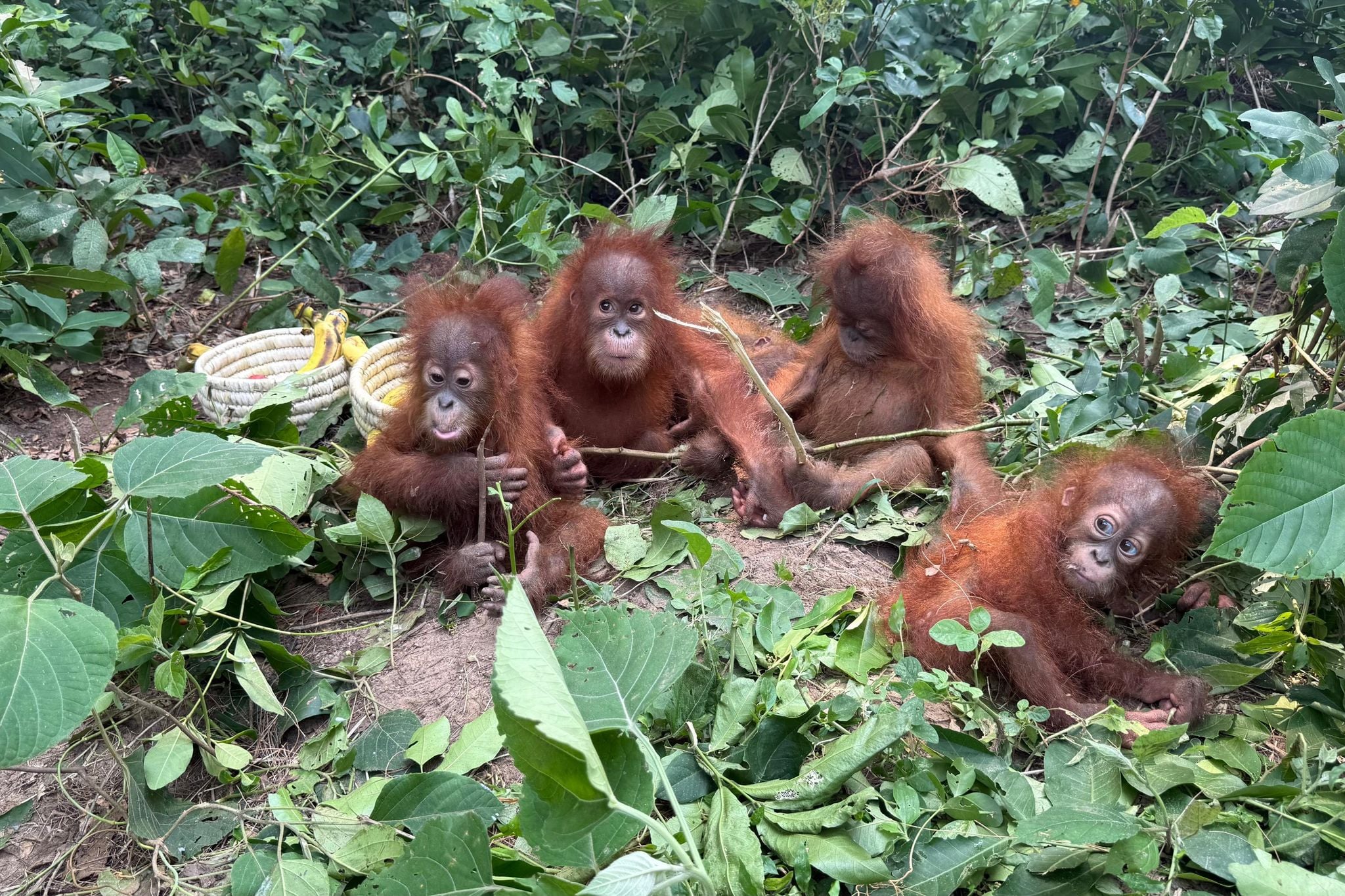 Baby Orangutans Found in Odisha Reveal India's Growing Exotic Trade