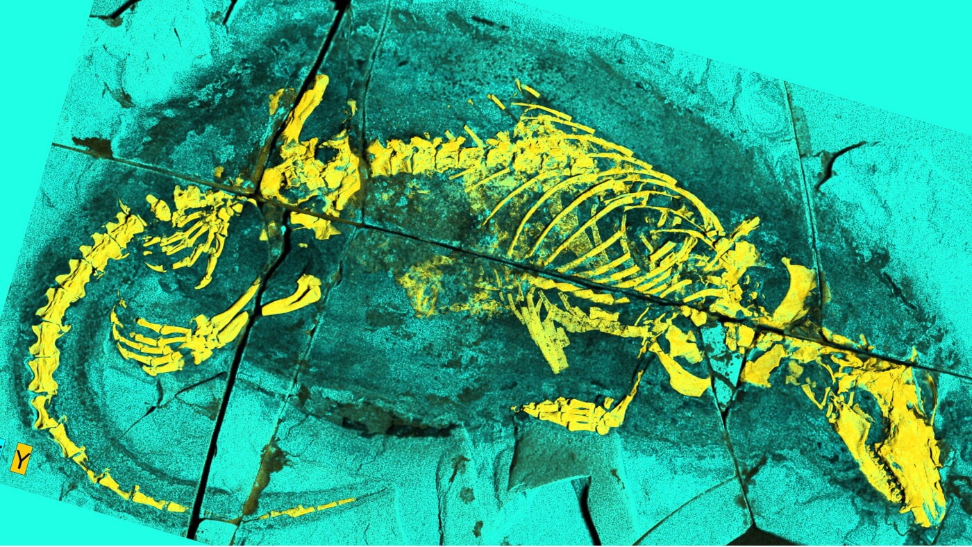Megacauda sungei Fossil Offers Some of Oldest Evidence of Mammalian Suckling